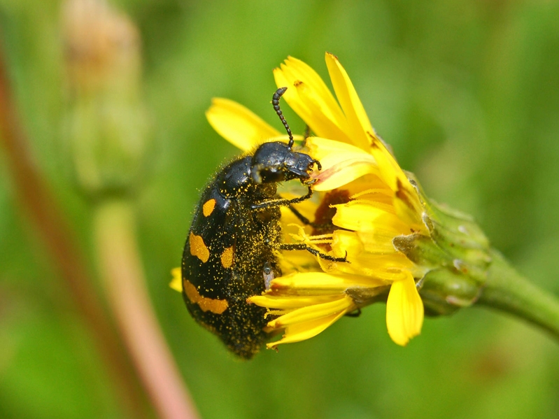 Mylabris, probabilmente variabilis